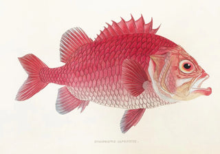 Fauna japonica Pl015 - Philipp Franz Balthasar von Siebold — artwork view