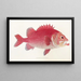 Fauna japonica Pl015 - Philipp Franz Balthasar von Siebold — framed artwork on a wall