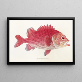 Fauna japonica Pl015 - Philipp Franz Balthasar von Siebold — framed artwork on a wall