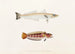 Faune du Japon Pl016 - Philipp Franz Balthasar von Siebold — artwork view