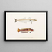 Faune du Japon Pl016 - Philipp Franz Balthasar von Siebold — framed artwork on a wall