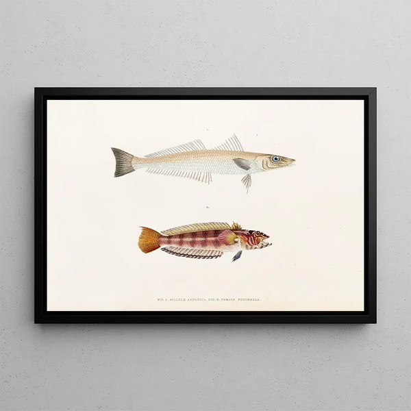Faune du Japon Pl016 - Philipp Franz Balthasar von Siebold — framed artwork on a wall