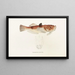 Fauna japonica Pl018 - Philipp Franz Balthasar von Siebold — framed artwork on a wall
