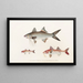 Fauna japonica Pl019 - Philipp Franz Balthasar von Siebold — framed artwork on a wall