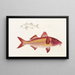 Faune japonaise Pl020 - Philipp Franz Balthasar von Siebold — framed artwork on a wall