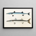 Faune japonaise Pl. 021 - Philipp Franz Balthasar von Siebold — framed artwork on a wall