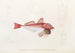 Faune japonaise Pl022 - Philipp Franz Balthasar von Siebold — artwork view