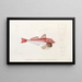 Faune japonaise Pl022 - Philipp Franz Balthasar von Siebold — framed artwork on a wall