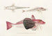 Fauna japonica Pl023 - Philipp Franz Balthasar von Siebold — artwork view