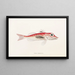 Faune Japonica Pl024 - Philipp Franz Balthasar von Siebold — framed artwork on a wall