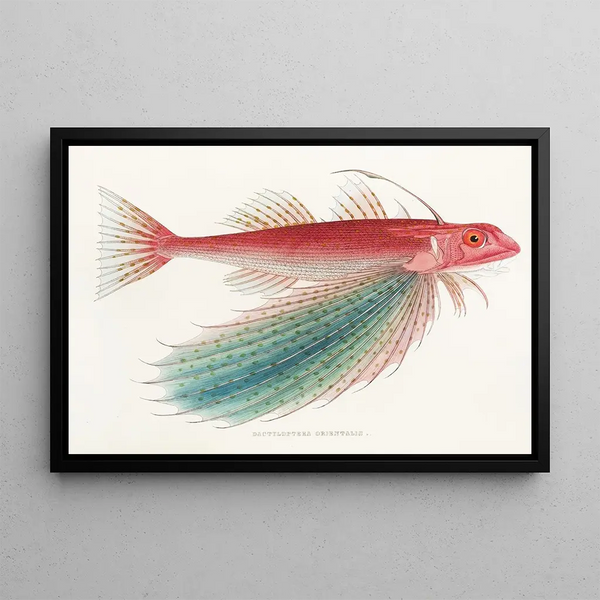 Fauna japonica Pl026 - Philipp Franz Balthasar von Siebold — framed artwork on a wall