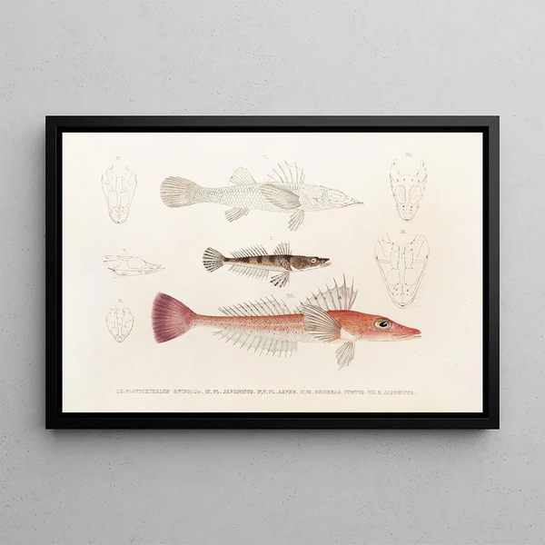 Japanese Fauna Pl027 - Philipp Franz Balthasar von Siebold — framed artwork on a wall