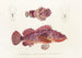 Faune japonaise Pl028 - Philipp Franz Balthasar von Siebold — artwork view