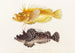 Fauna japonica Pl029 - Philipp Franz Balthasar von Siebold — artwork view