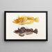 Fauna japonica Pl029 - Philipp Franz Balthasar von Siebold — framed artwork on a wall