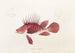 Fauna japonica Pl030 - Philipp Franz Balthasar von Siebold — artwork view