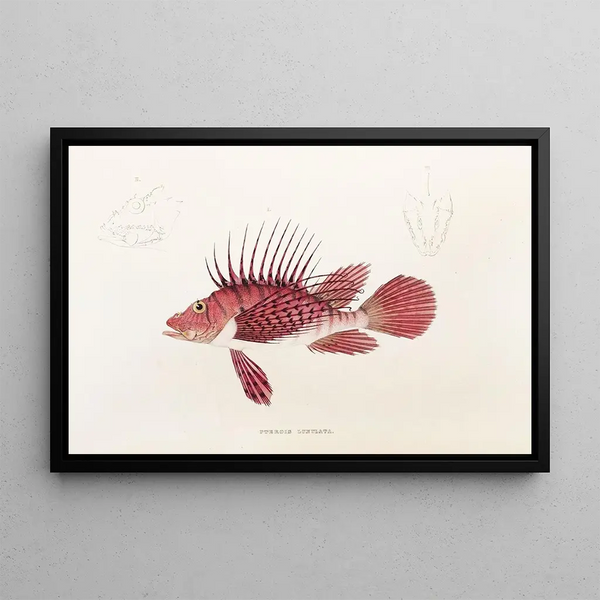 Fauna japonica Pl030 - Philipp Franz Balthasar von Siebold — framed artwork on a wall