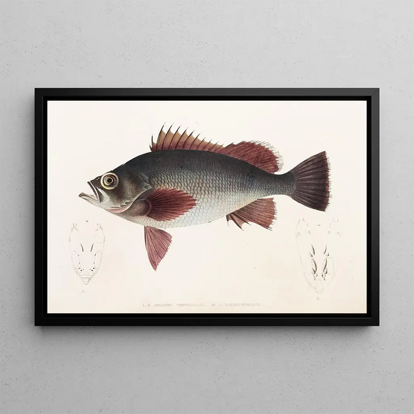Fauna japonica Pl031 - Philipp Franz Balthasar von Siebold — framed artwork on a wall