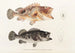 Fauna japonica Pl032 - Philipp Franz Balthasar von Siebold — artwork view