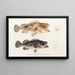 Fauna japonica Pl032 - Philipp Franz Balthasar von Siebold — framed artwork on a wall