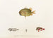 Fauna japonica Pl033 - Philipp Franz Balthasar von Siebold — artwork view