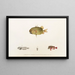 Fauna japonica Pl033 - Philipp Franz Balthasar von Siebold — framed artwork on a wall