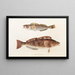 Faune japonaise Pl035 - Philipp Franz Balthasar von Siebold — framed artwork on a wall