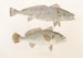 Fauna Japonica Pl036 - Philipp Franz Balthasar von Siebold — artwork view