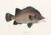 Faune japonaise Pl037 - Philipp Franz Balthasar von Siebold — artwork view