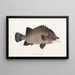 Faune japonaise Pl037 - Philipp Franz Balthasar von Siebold — framed artwork on a wall