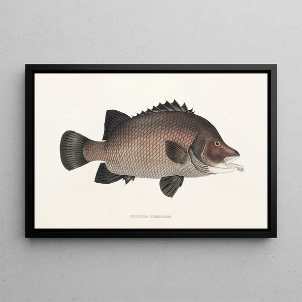 Faune japonaise Pl037 - Philipp Franz Balthasar von Siebold — framed artwork on a wall