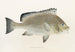 Faune japonaise Pl039 - Philipp Franz Balthasar von Siebold — artwork view