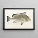 Faune japonaise Pl039 - Philipp Franz Balthasar von Siebold — framed artwork on a wall