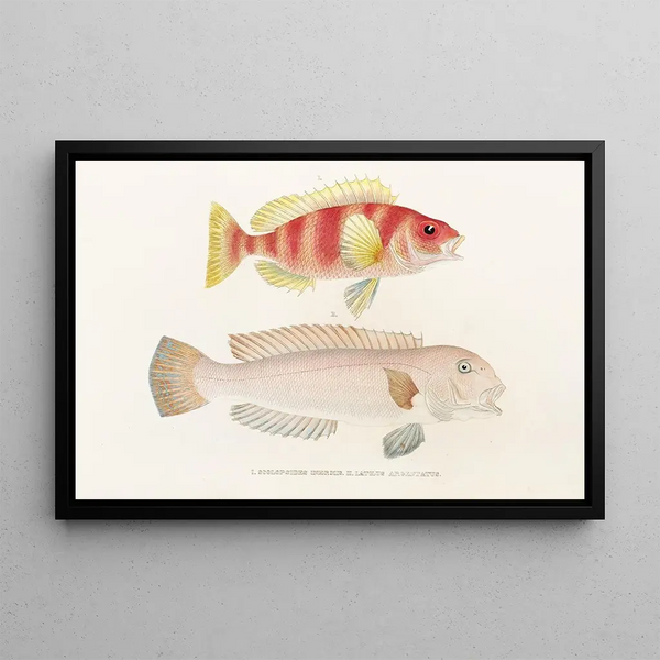 Faune japonaise Pl041 - Philipp Franz Balthasar von Siebold — framed artwork on a wall