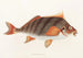 Fauna japonica Pl042 - Philipp Franz Balthasar von Siebold — artwork view