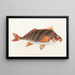 Fauna japonica Pl042 - Philipp Franz Balthasar von Siebold — framed artwork on a wall