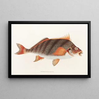 Fauna japonica Pl042 - Philipp Franz Balthasar von Siebold — framed artwork on a wall