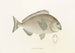Fauna japonica Pl044 - Philipp Franz Balthasar von Siebold — artwork view