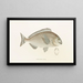 Fauna japonica Pl044 - Philipp Franz Balthasar von Siebold — framed artwork on a wall