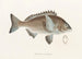 Faune japonaise Pl045 - Philipp Franz Balthasar von Siebold — artwork view