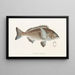 Faune japonaise Pl045 - Philipp Franz Balthasar von Siebold — framed artwork on a wall