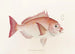 Faune japonaise Pl046 - Philipp Franz Balthasar von Siebold — artwork view