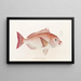 Faune japonaise Pl046 - Philipp Franz Balthasar von Siebold — framed artwork on a wall
