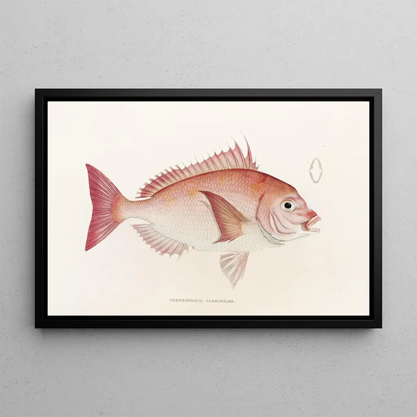 Faune japonaise Pl046 - Philipp Franz Balthasar von Siebold — framed artwork on a wall