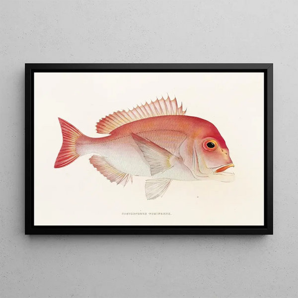Fauna japonica Pl047 - Philipp Franz Balthasar von Siebold — framed artwork on a wall
