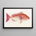 Faune japonaise Pl048 - Philipp Franz Balthasar von Siebold — framed artwork on a wall