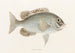 Fauna japonica Pl. 049 - Philipp Franz Balthasar von Siebold — artwork view