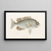 Fauna japonica Pl. 049 - Philipp Franz Balthasar von Siebold — framed artwork on a wall