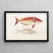 Faune japonaise Pl050 - Philipp Franz Balthasar von Siebold — framed artwork on a wall