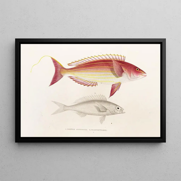 Faune japonaise Pl050 - Philipp Franz Balthasar von Siebold — framed artwork on a wall